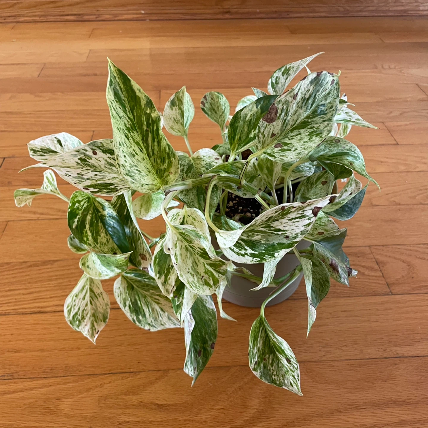🪴 Two Pothos - photo 3
