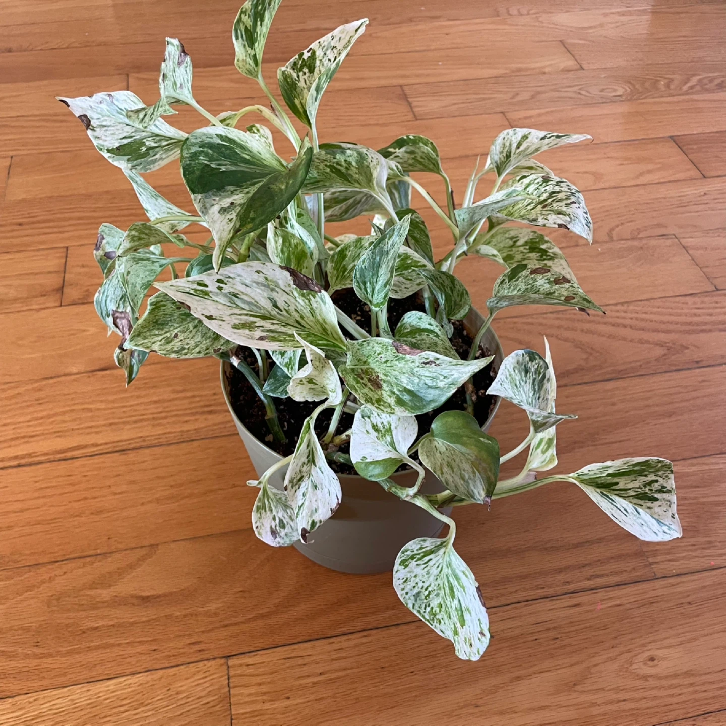 🪴 Two Pothos - photo 2