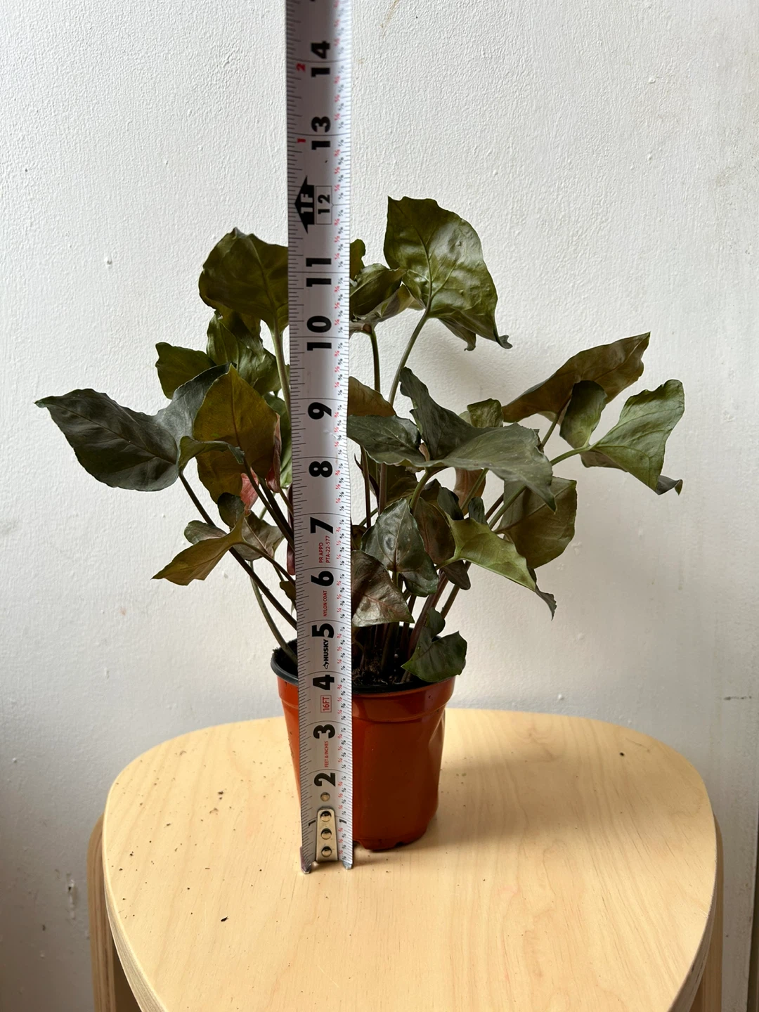 Syngonium 🧡 - photo 3