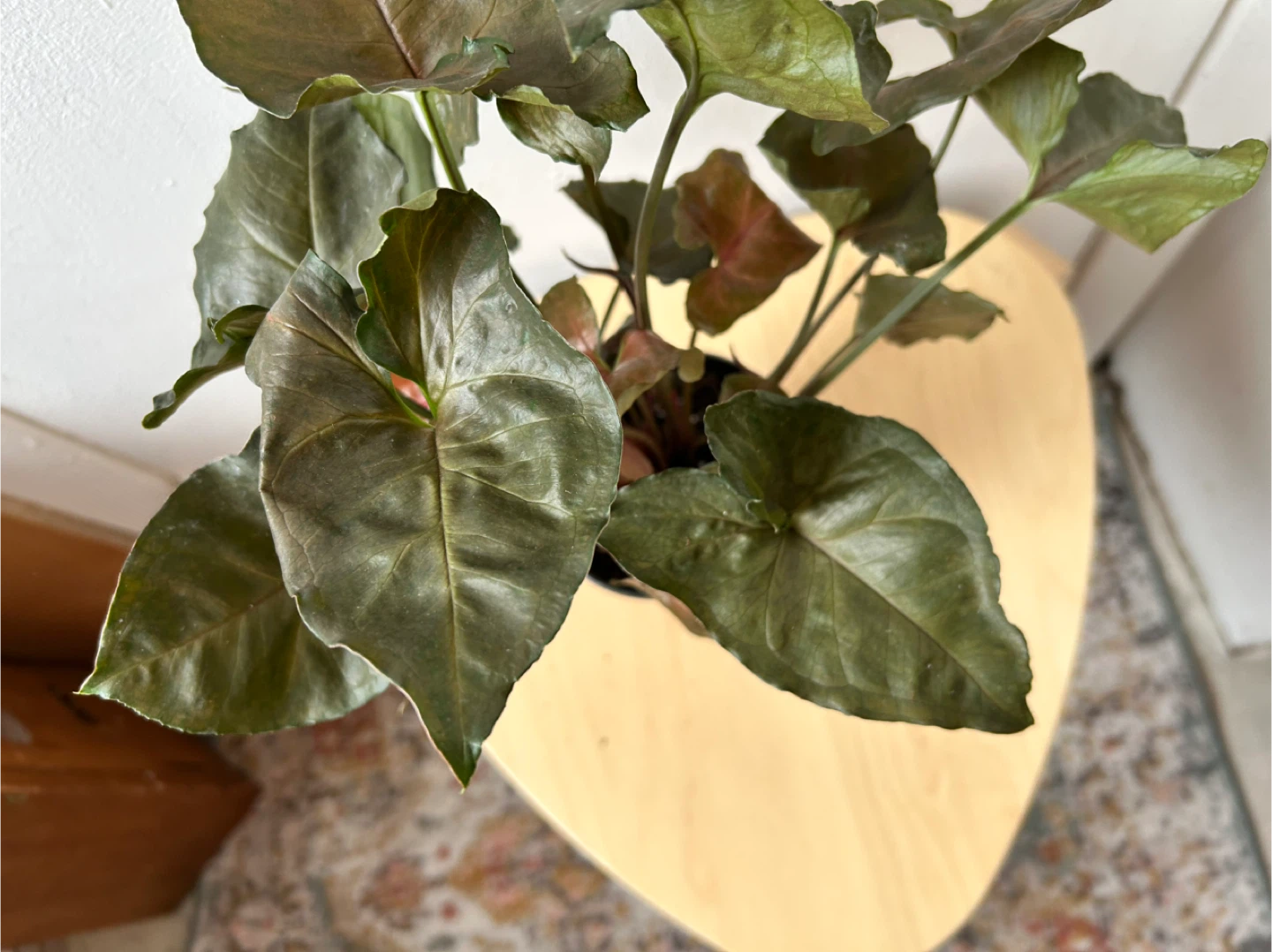 Syngonium 🧡 - photo 4