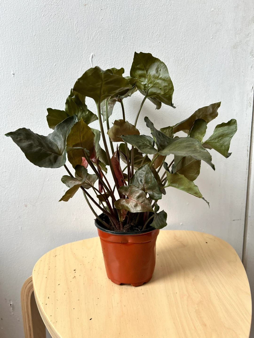 Syngonium 🧡