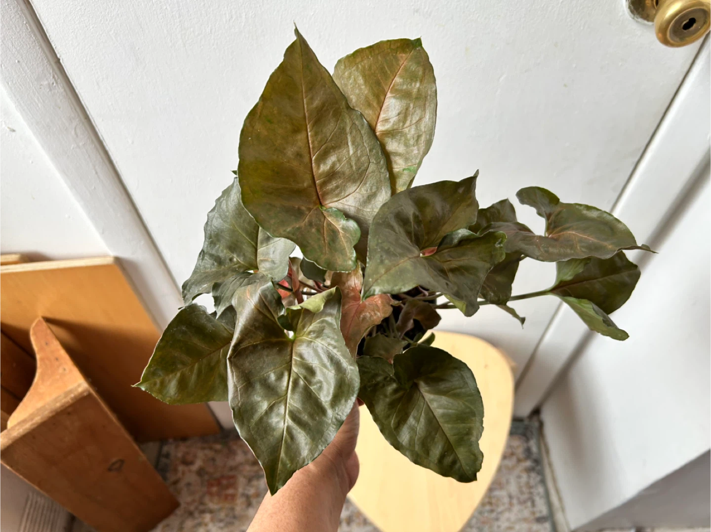 Syngonium 🧡 - photo 2