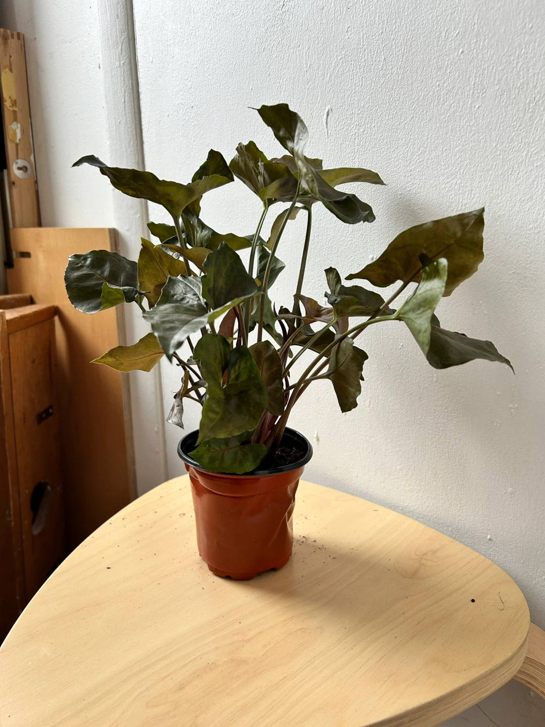 Syngonium 🧡 - photo 5