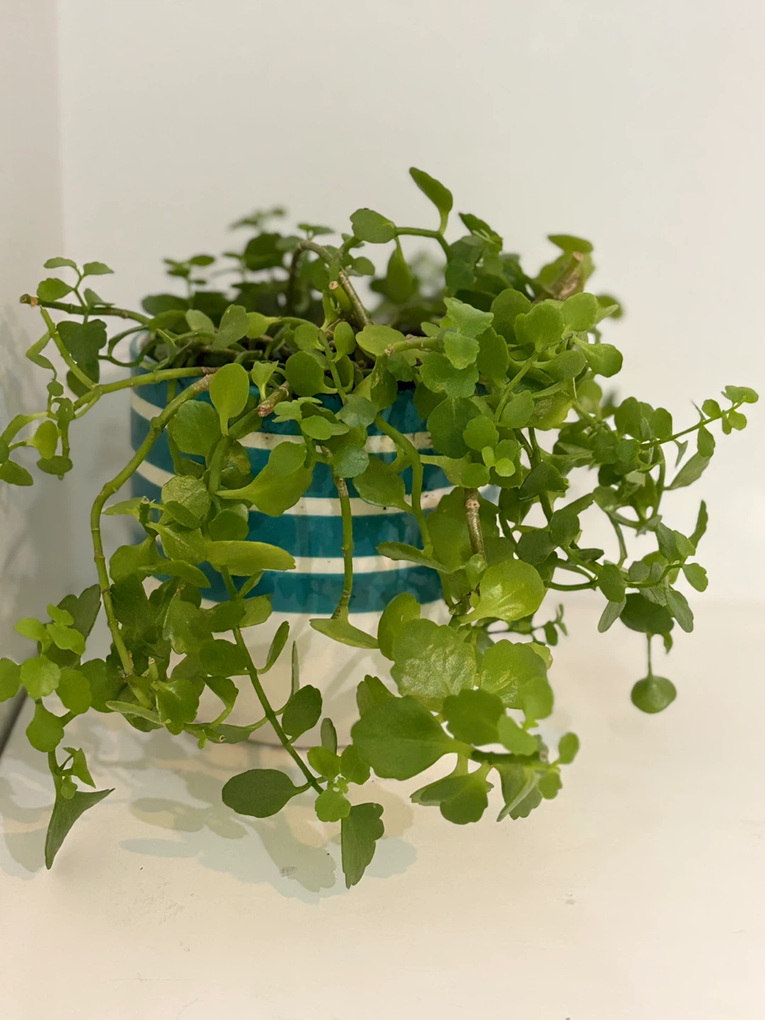 🥳Trailing Green Plant in Striped Pot🤩
