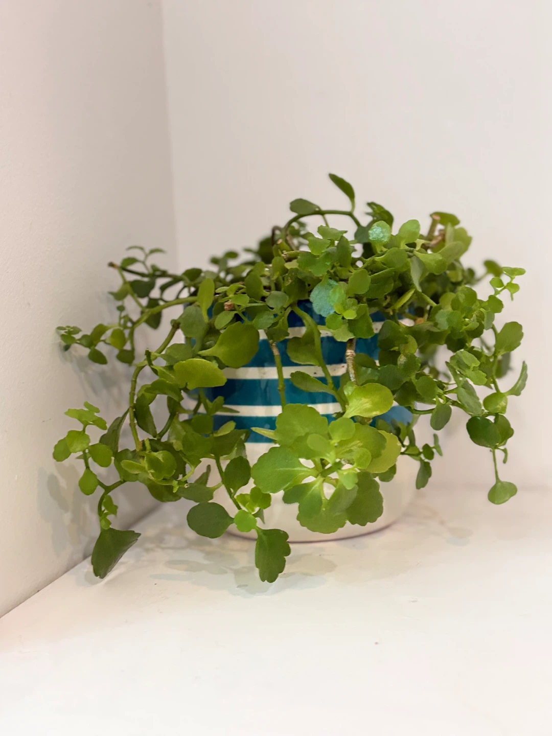 🥳Trailing Green Plant in Striped Pot🤩 - photo 2