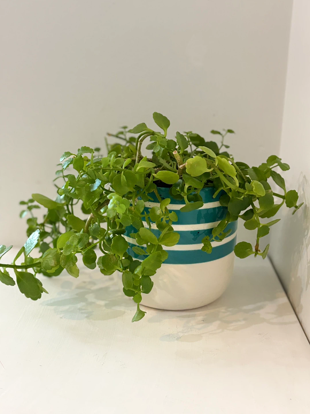 🥳Trailing Green Plant in Striped Pot🤩 - photo 4