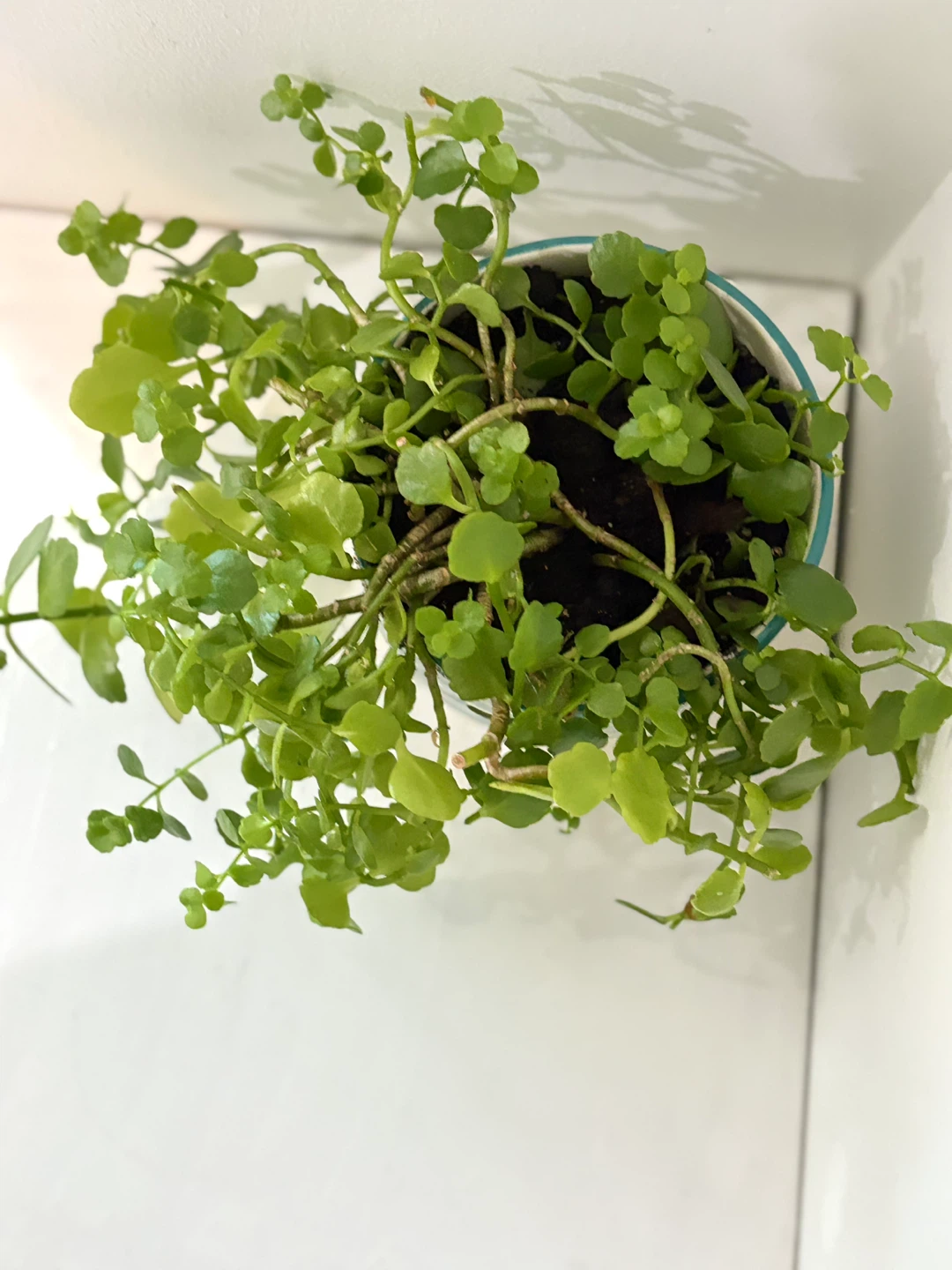 🥳Trailing Green Plant in Striped Pot🤩 - photo 3