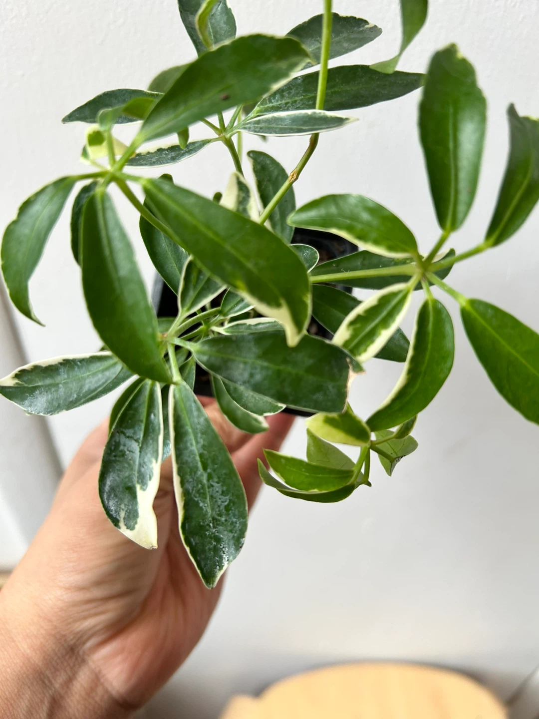 Schefflera plant 🧡 - photo 3