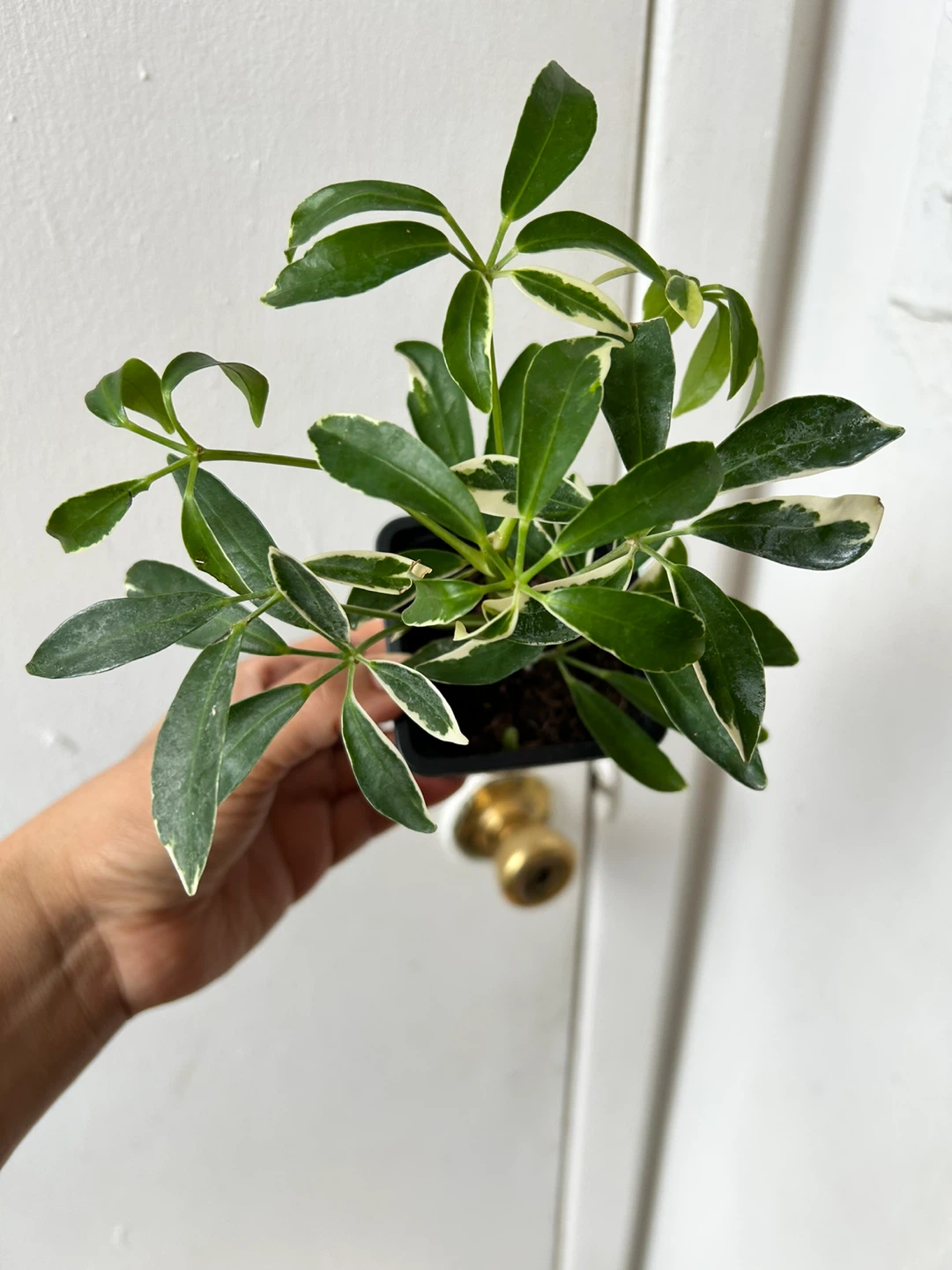 Schefflera plant 🧡