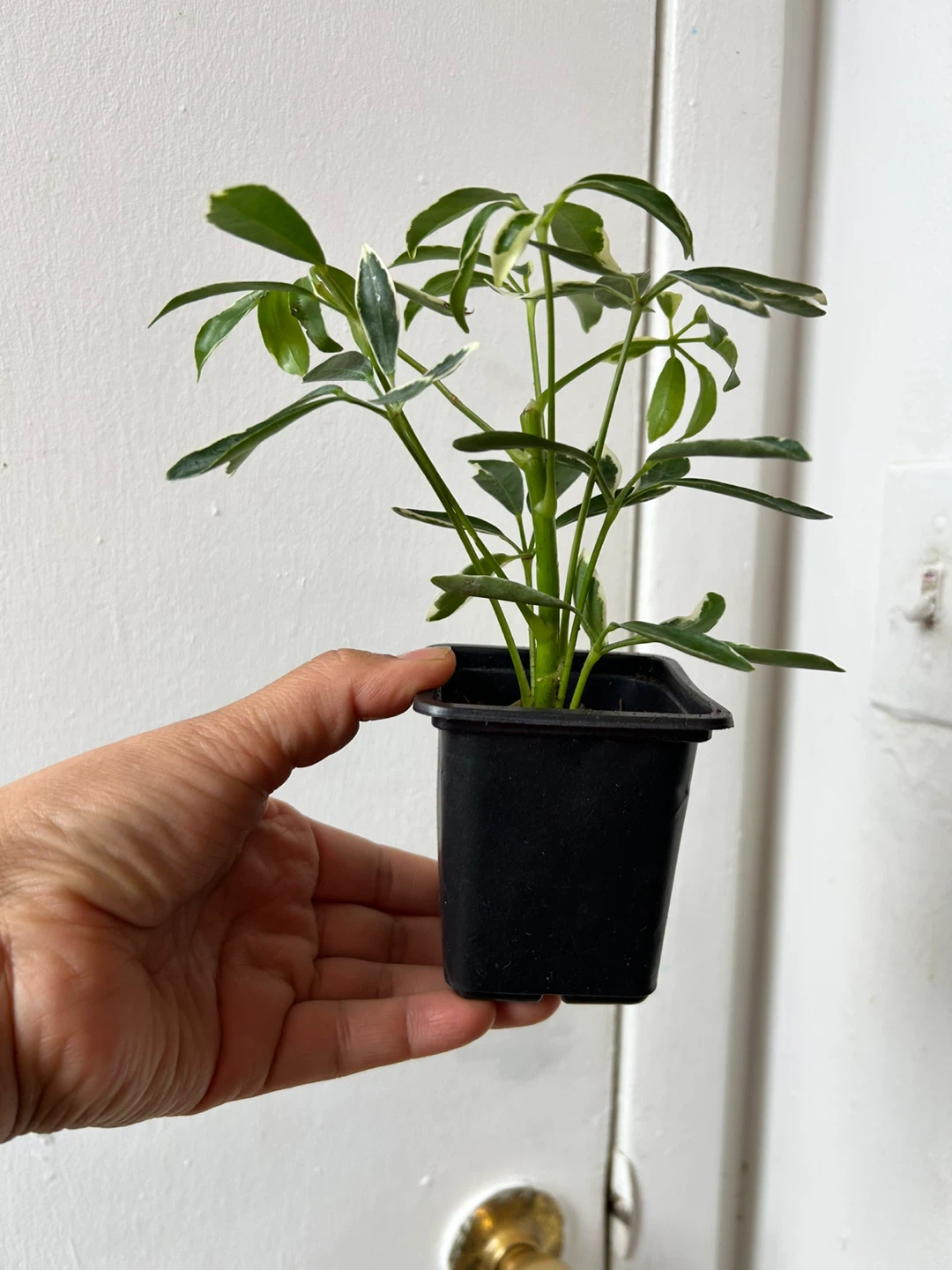 Schefflera plant 🧡 - photo 2