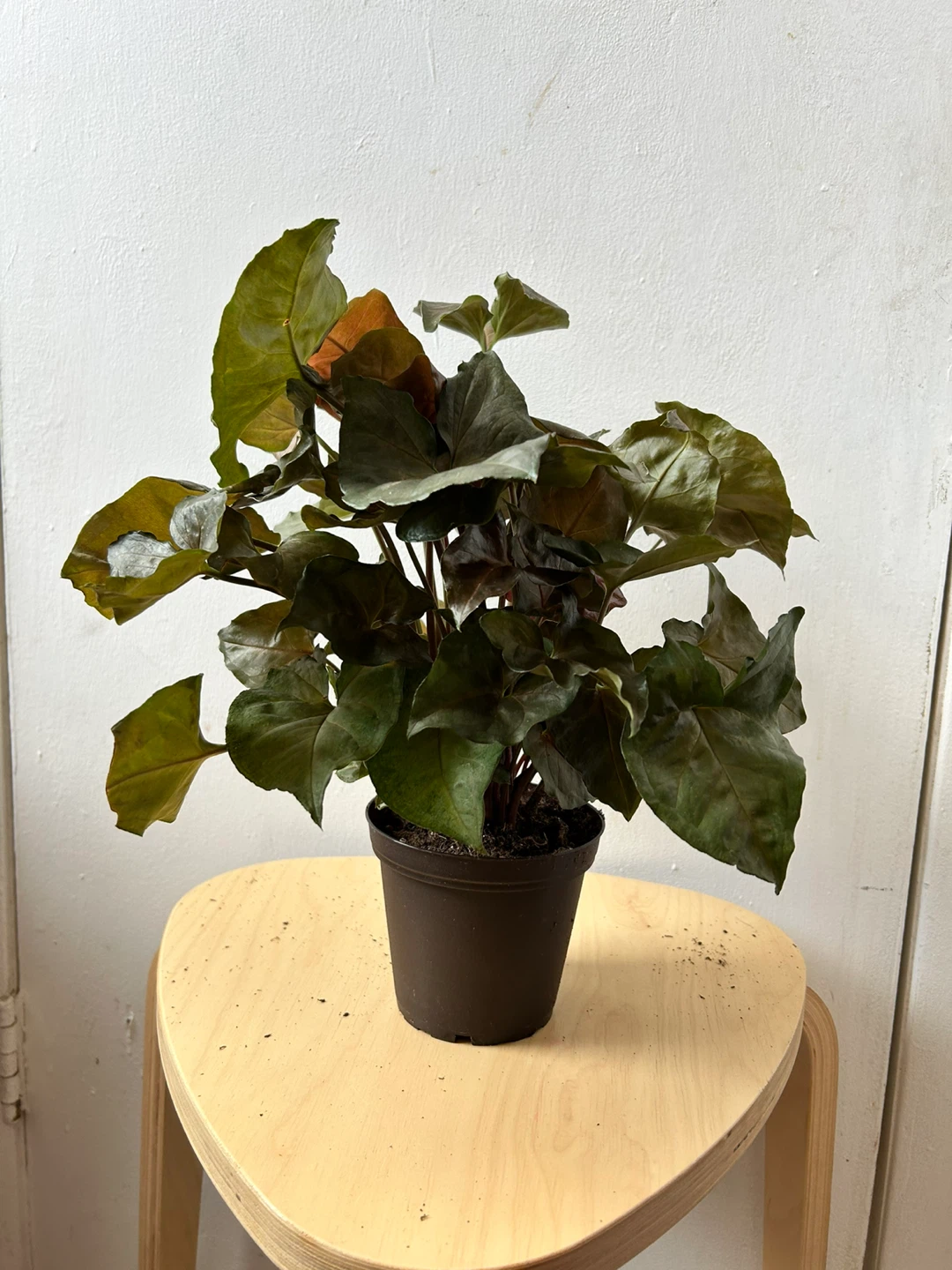 Syngonium 🧡