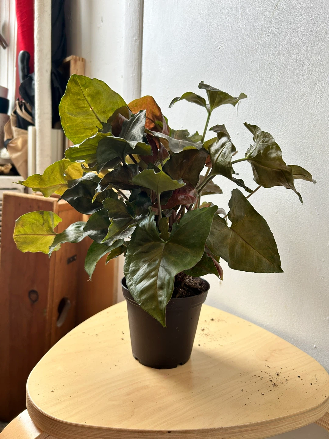 Syngonium 🧡 - photo 5