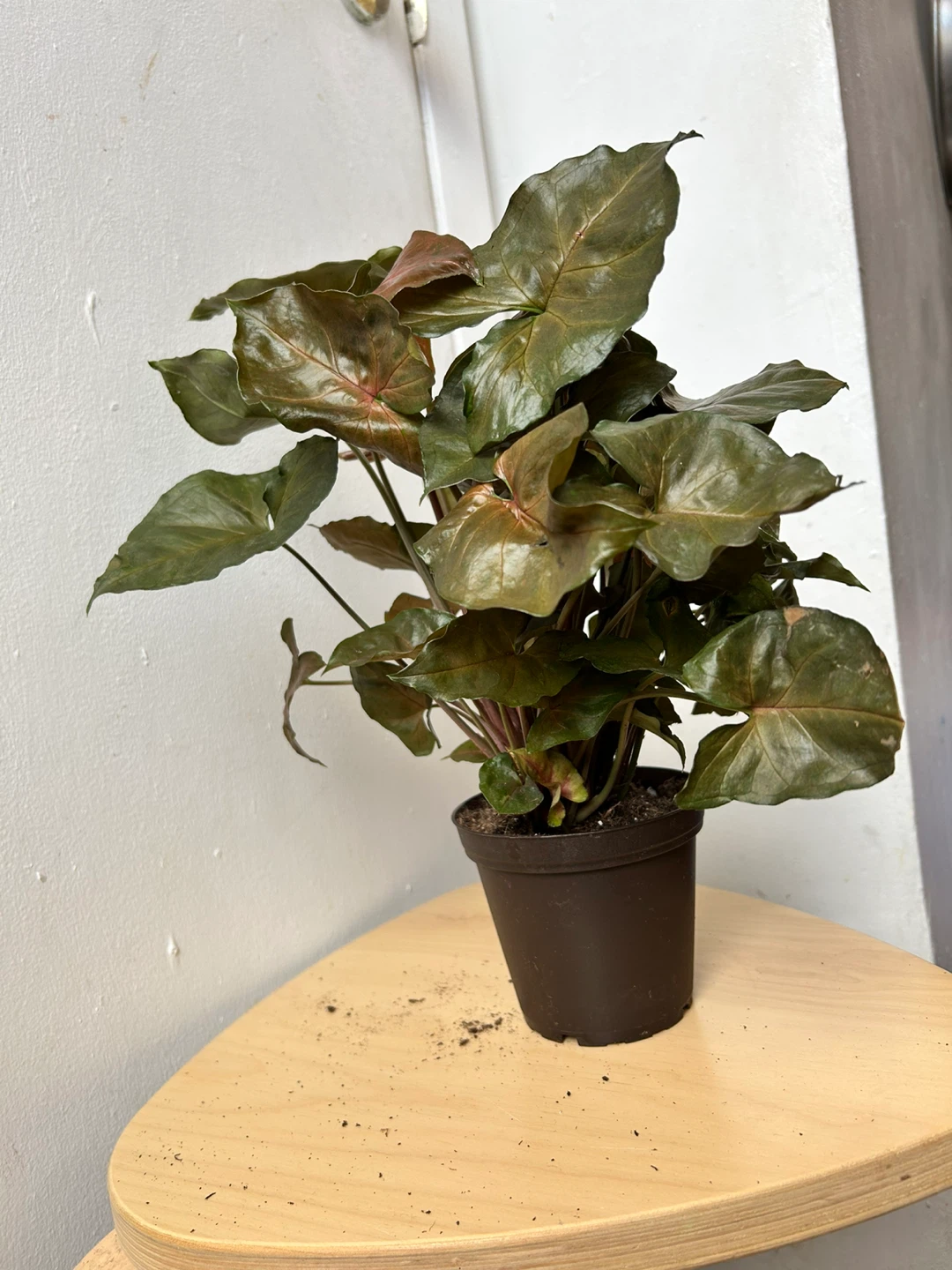Syngonium 🧡 - photo 2
