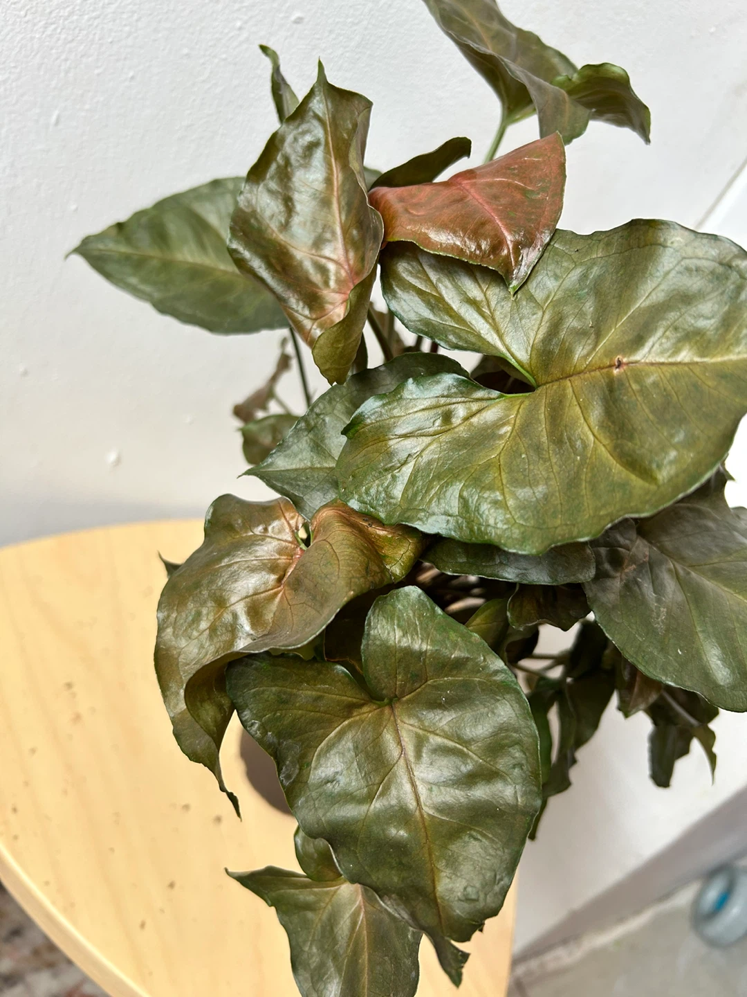 Syngonium 🧡 - photo 3