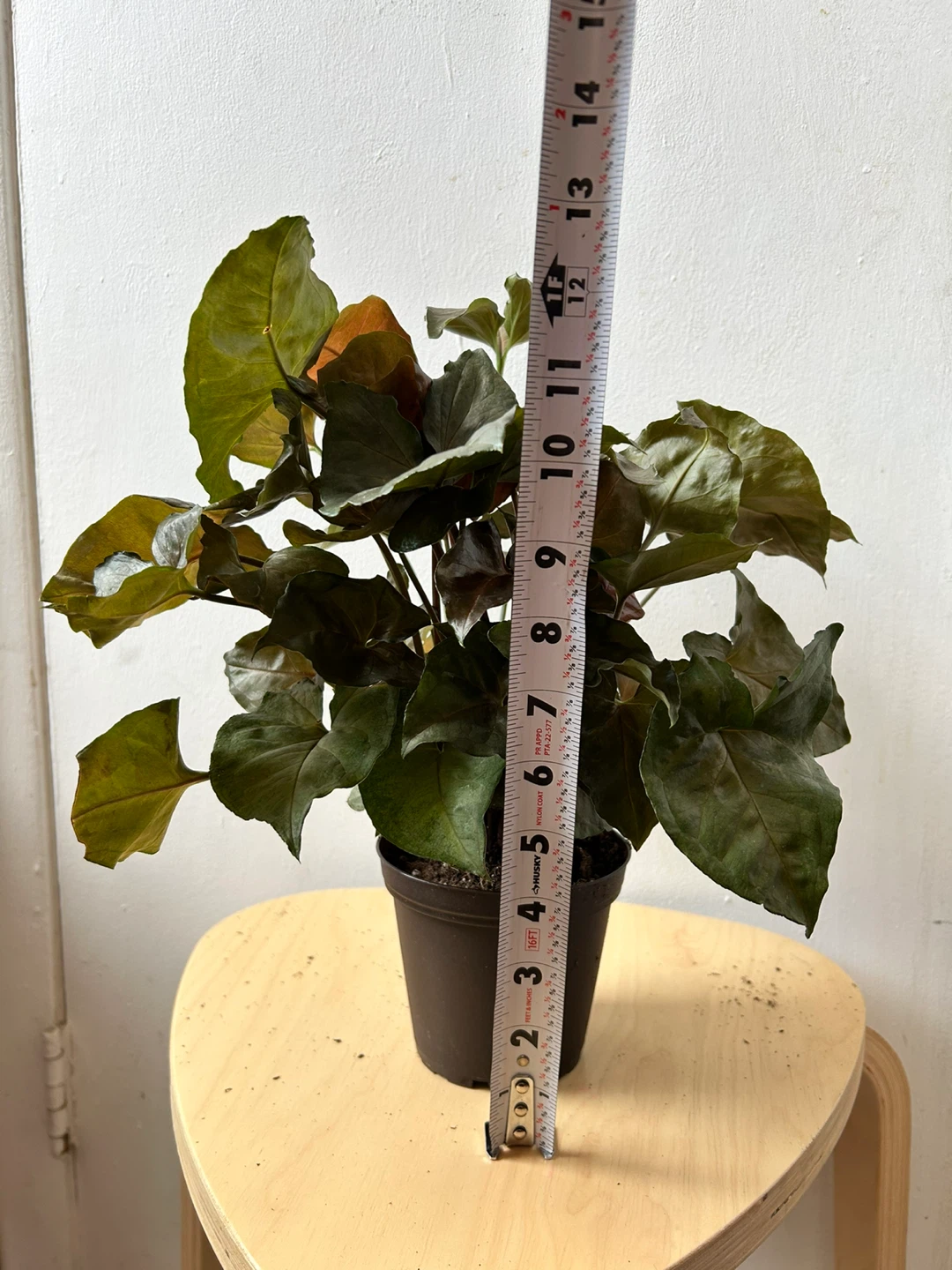 Syngonium 🧡 - photo 4