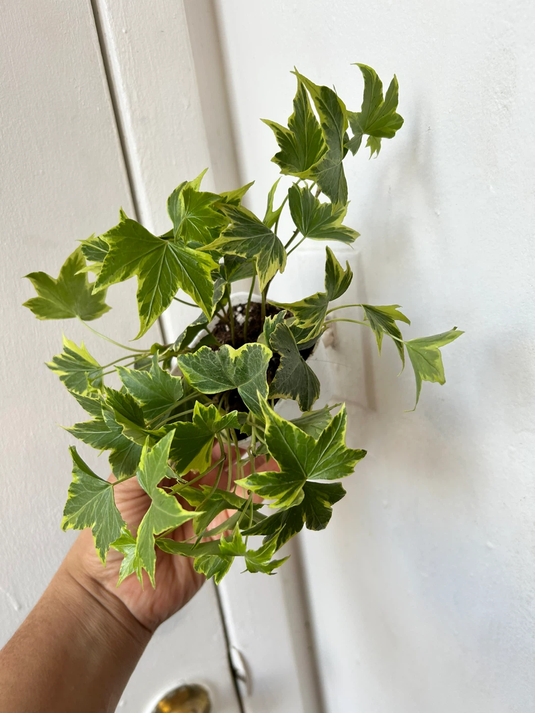 English Ivy 🧡 plant - photo 2