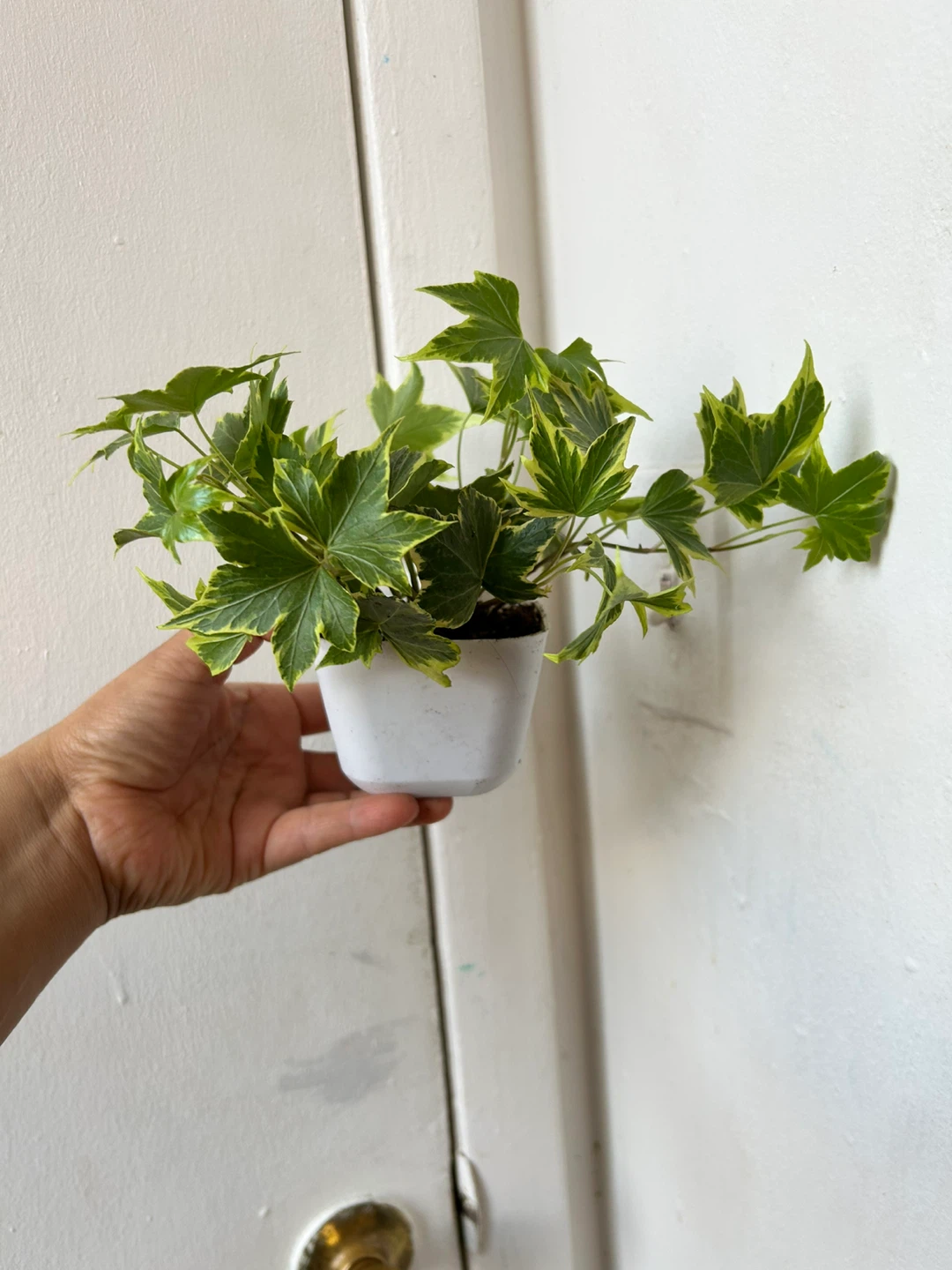 English Ivy 🧡 plant - photo 4