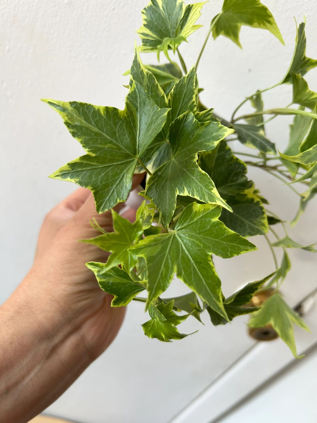 English Ivy 🧡 plant - photo 3