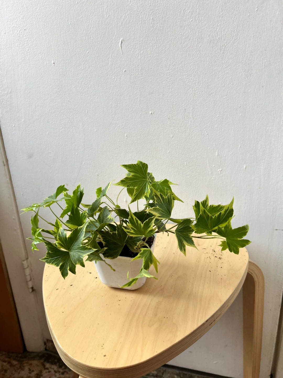 English Ivy 🧡 plant