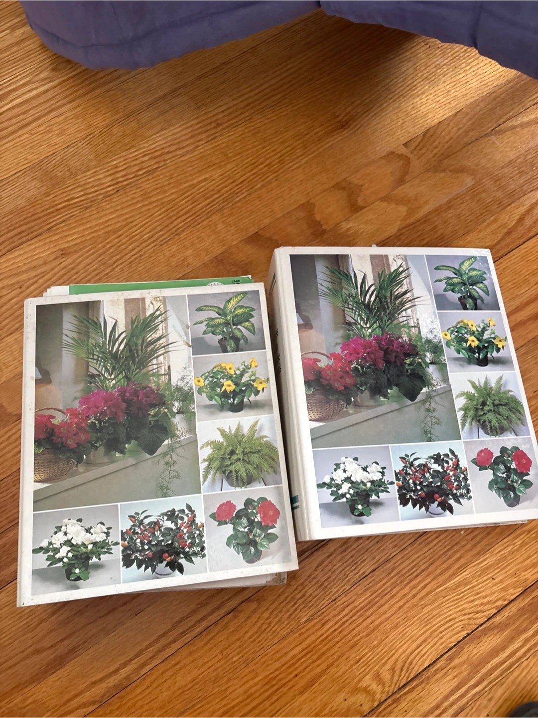 ❤️success with house plants ❤️ - photo 3