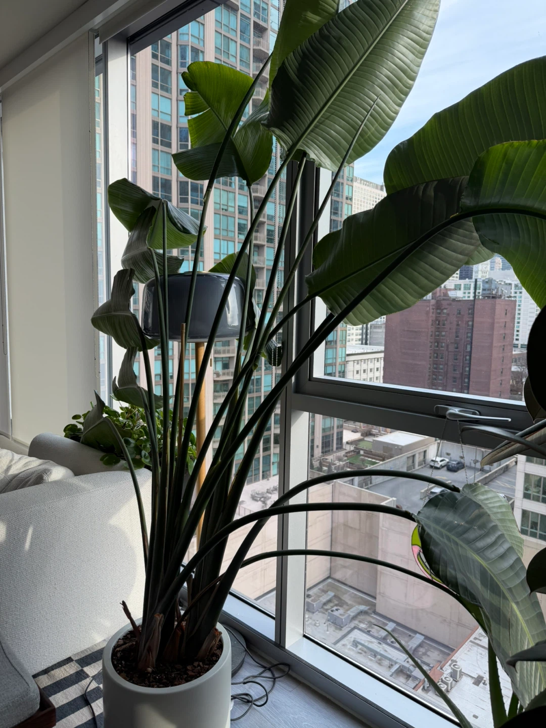 7 ft Bird of Paradise + West Elm Large Planter (Set) - photo 5