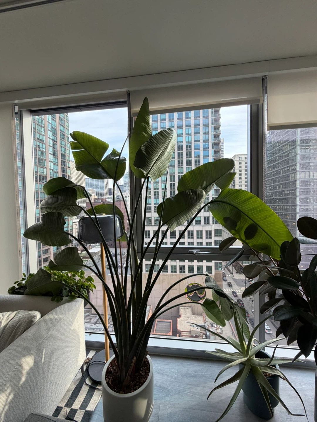 7 ft Bird of Paradise + West Elm Large Planter (Set)