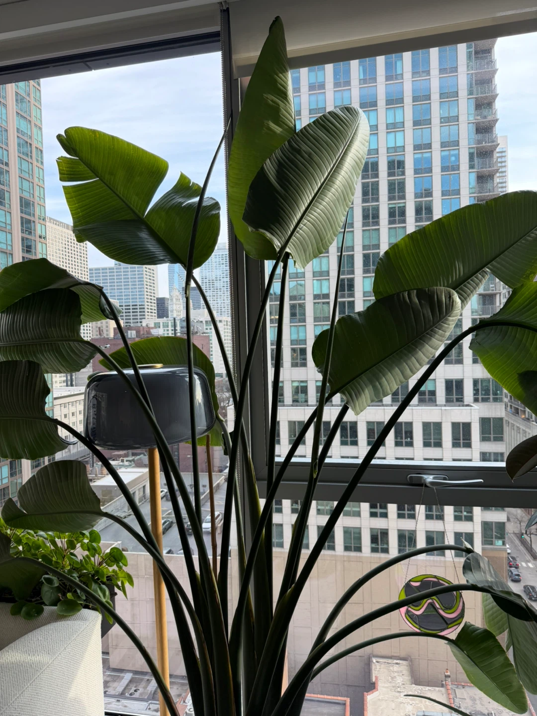 7 ft Bird of Paradise + West Elm Large Planter (Set) - photo 2