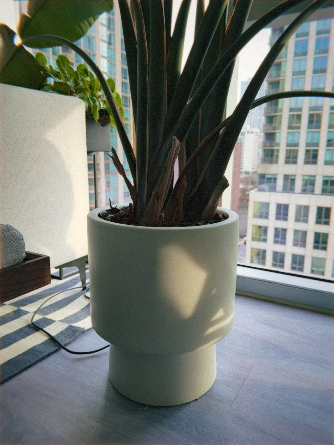 7 ft Bird of Paradise + West Elm Large Planter (Set) - photo 3