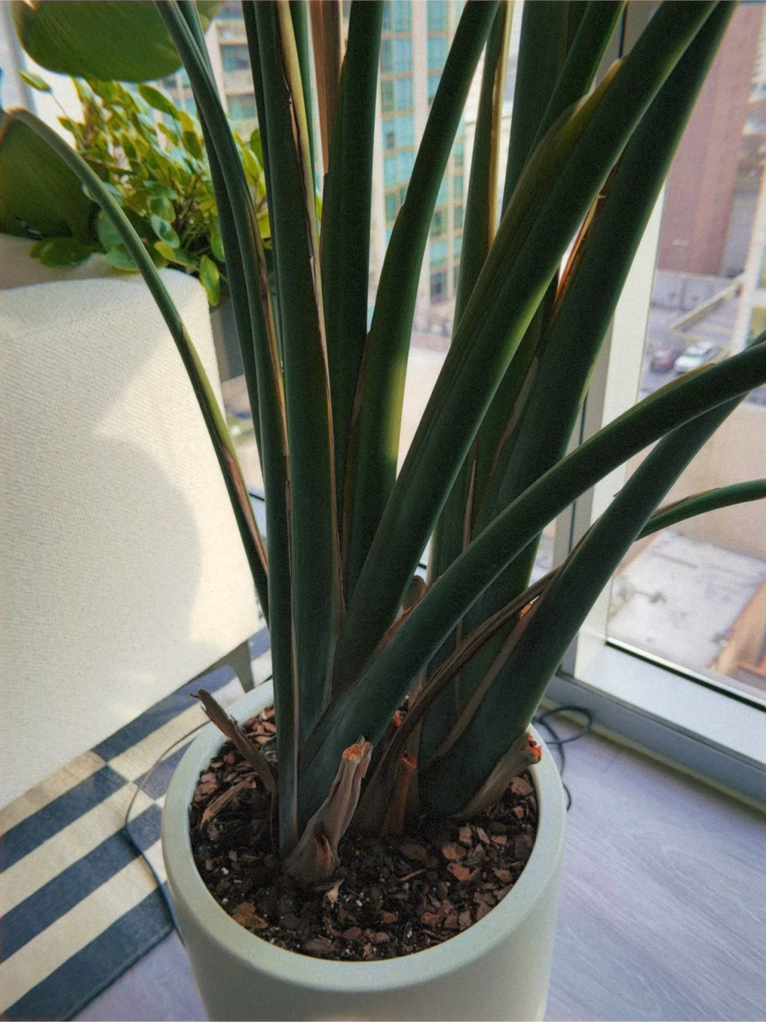 7 ft Bird of Paradise + West Elm Large Planter (Set) - photo 4