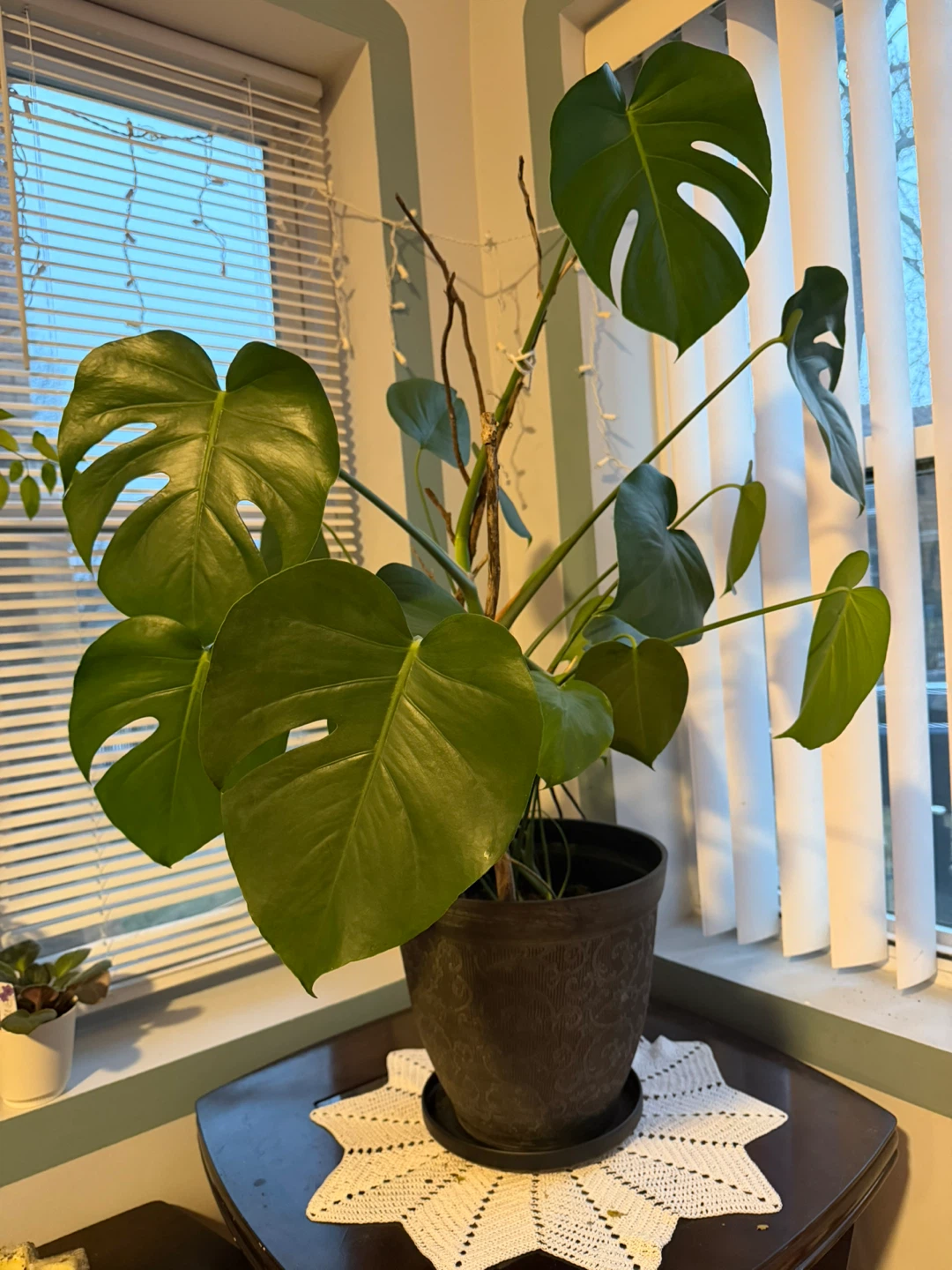 Monstera Deliciosa Plant
