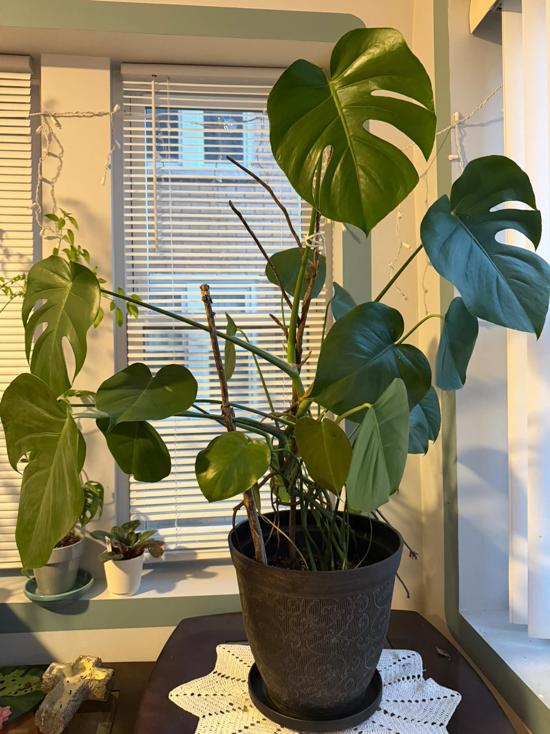 Monstera Deliciosa Plant - photo 2