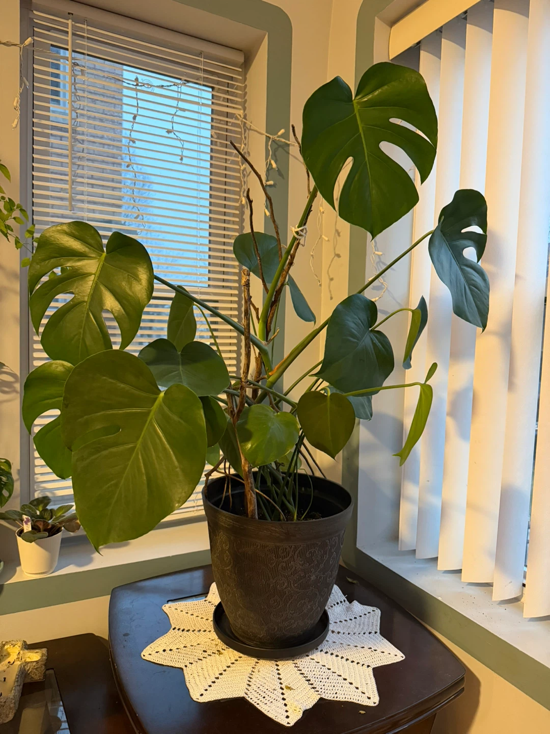 Monstera Deliciosa Plant - photo 3