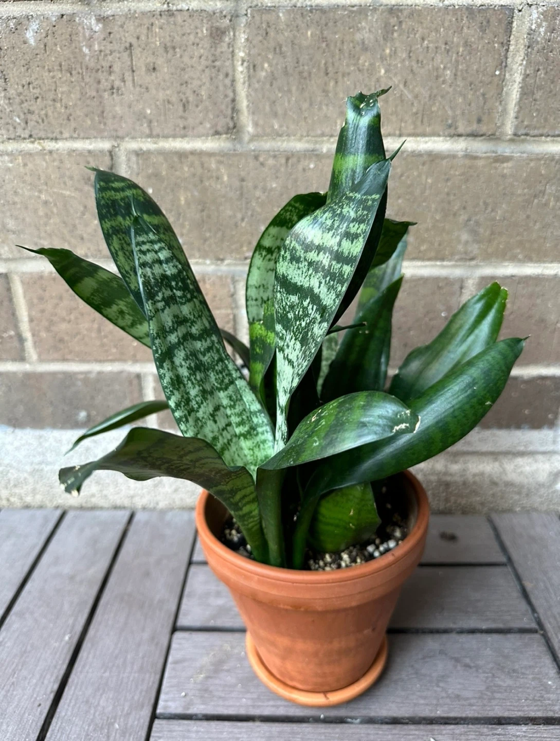 🧡 6 inch Snake plant clay ceramic pot w/ saucer - photo 2