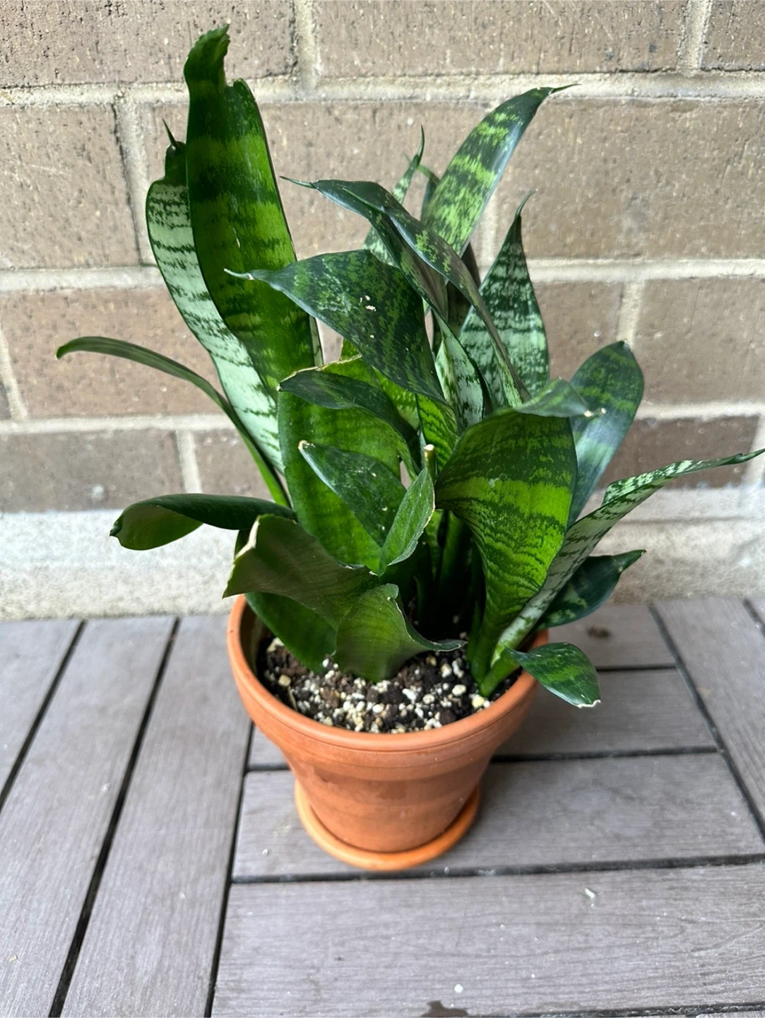 🧡 6 inch Snake plant clay ceramic pot w/ saucer