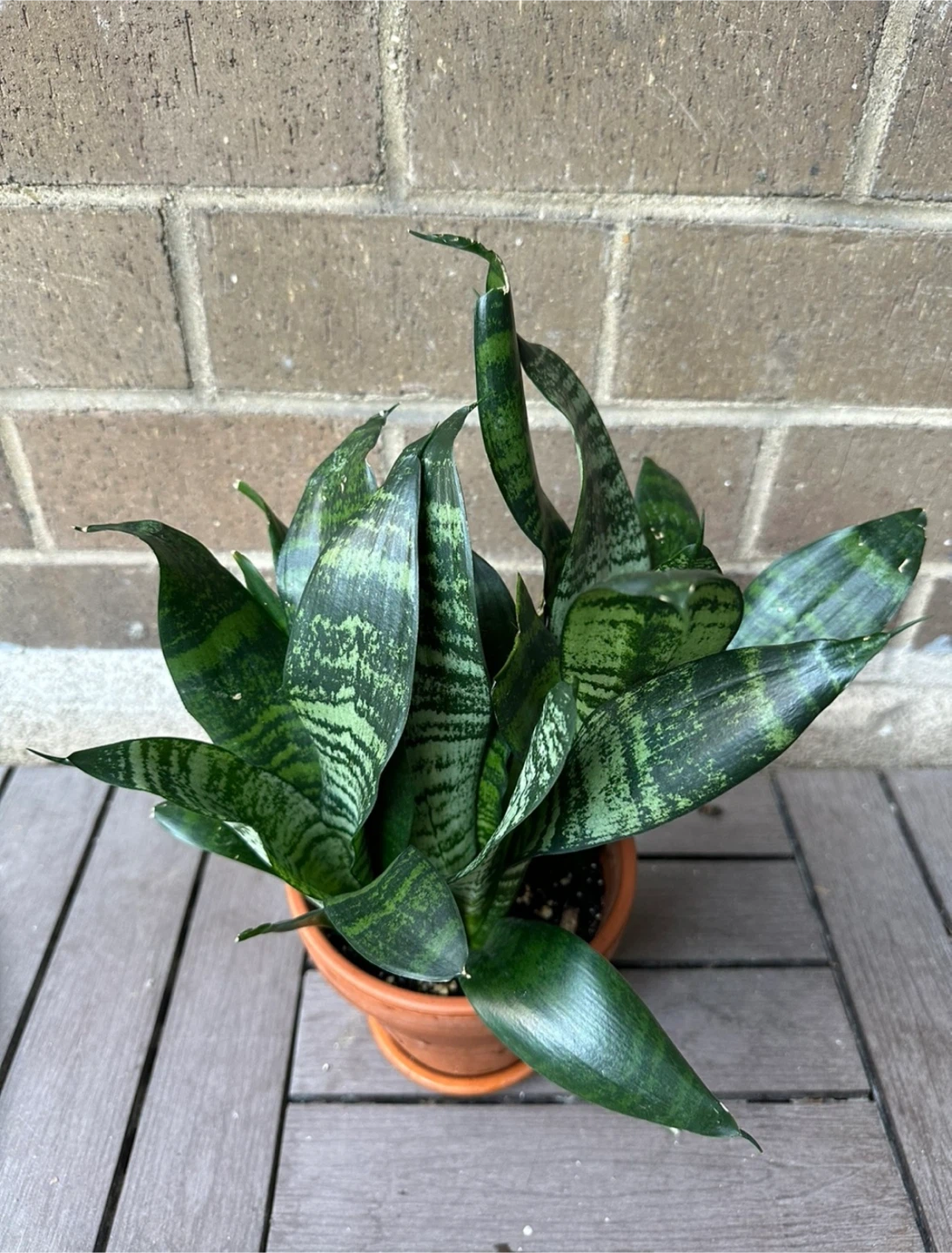 🧡 6 inch Snake plant clay ceramic pot w/ saucer - photo 3
