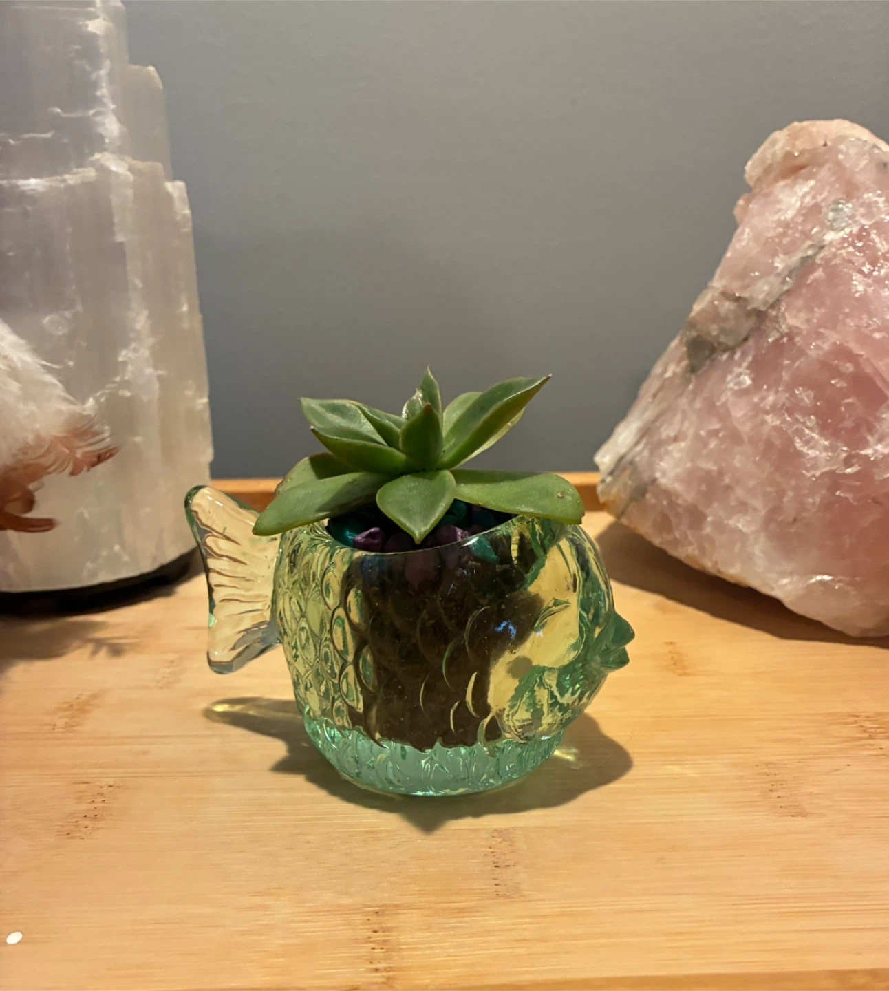 Glass Fish Planter with Succulent