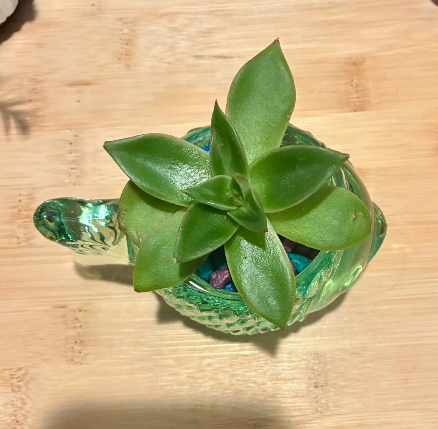 Glass Fish Planter with Succulent - photo 4