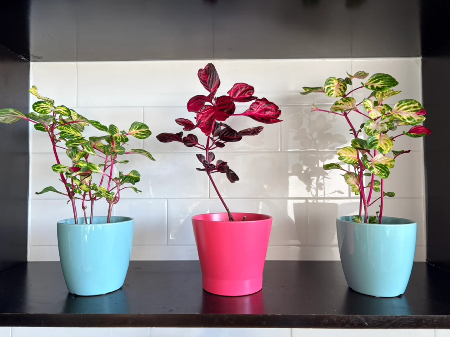 Iresine/ indoor plants