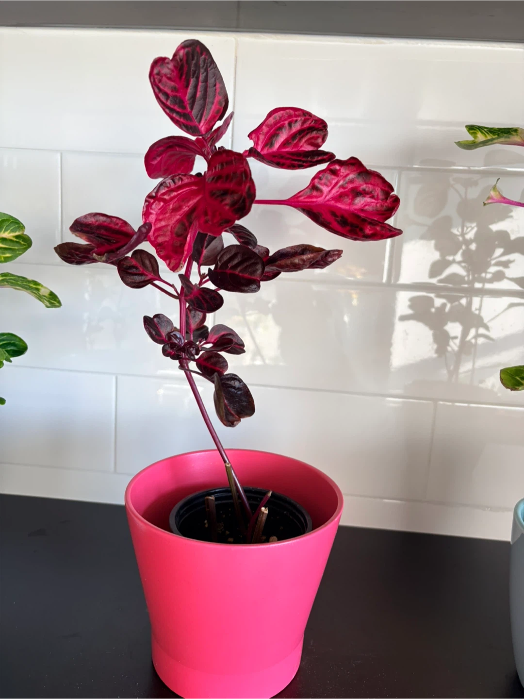 Iresine/ indoor plants - photo 3