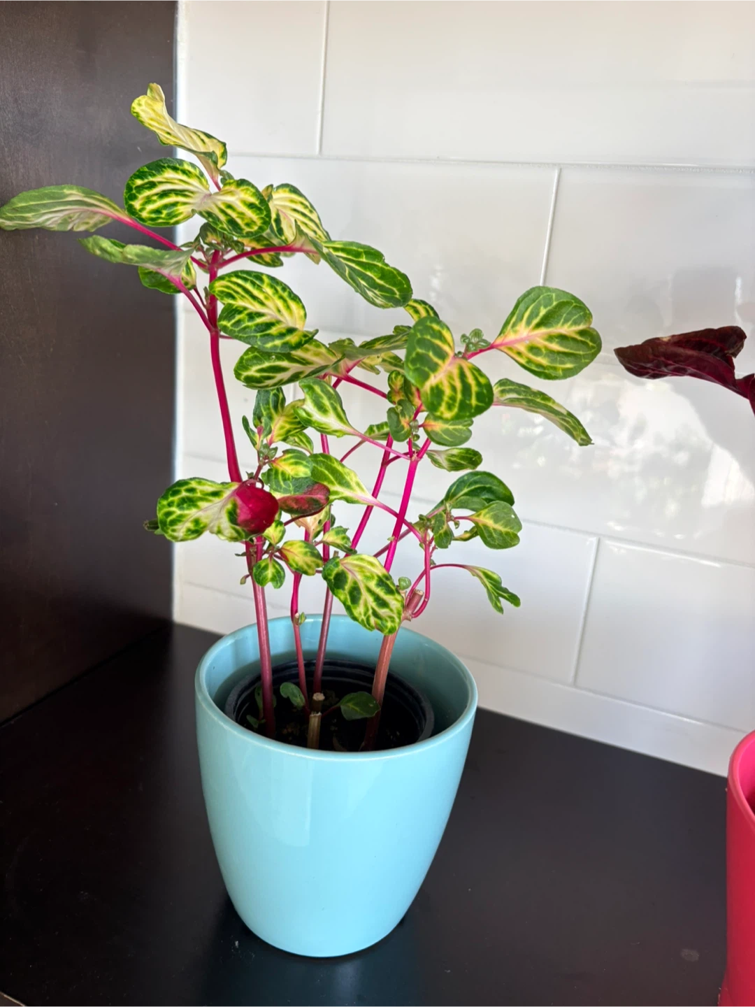 Iresine/ indoor plants - photo 2
