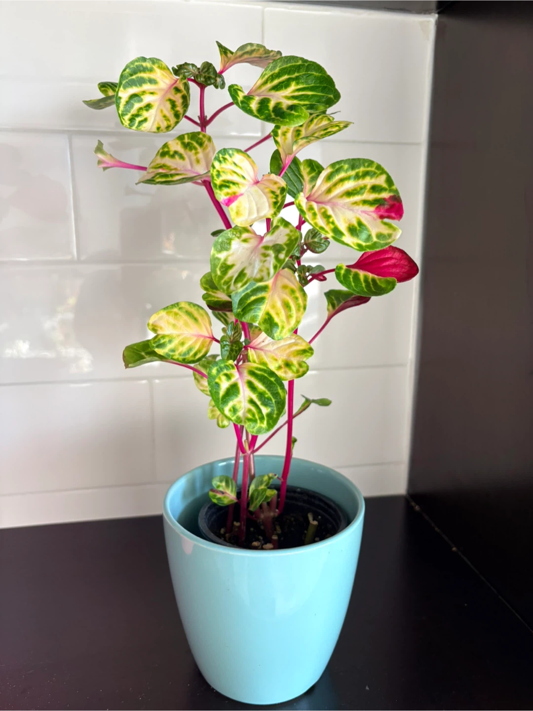 Iresine/ indoor plants - photo 4