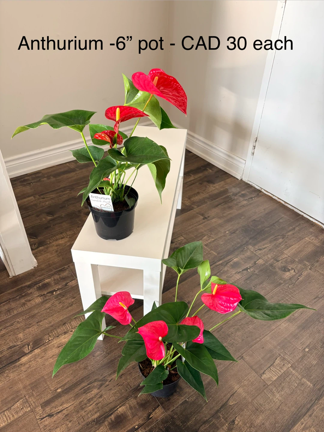 Anthurium Plant - 6" Pot