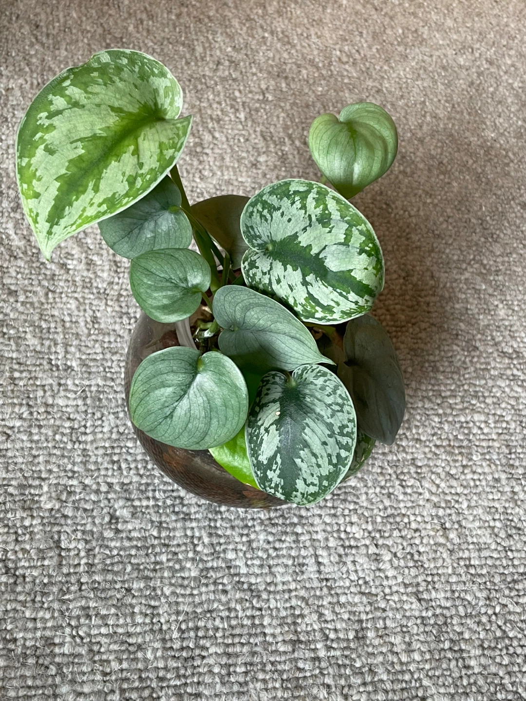 Scindapsus Pictus 'Argyraeus' Houseplant - photo 2