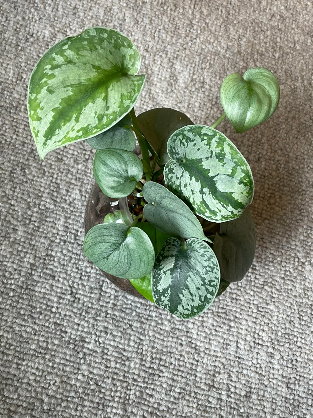 Scindapsus Pictus 'Argyraeus' Houseplant
