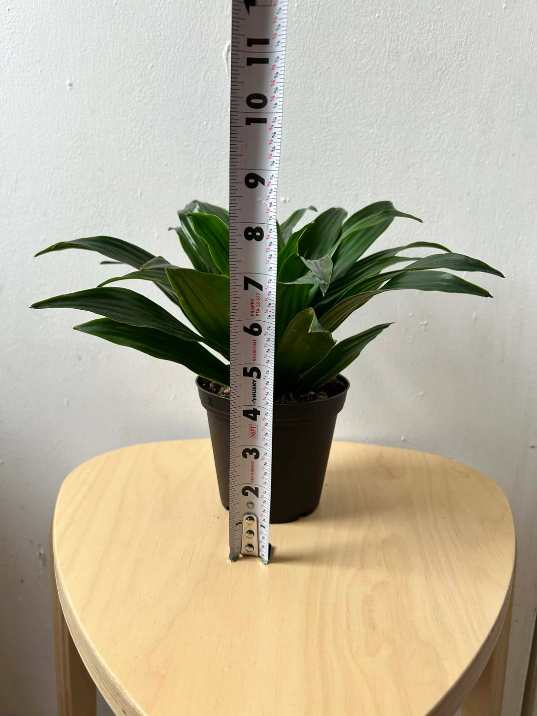 Dracaena Compacta - photo 3