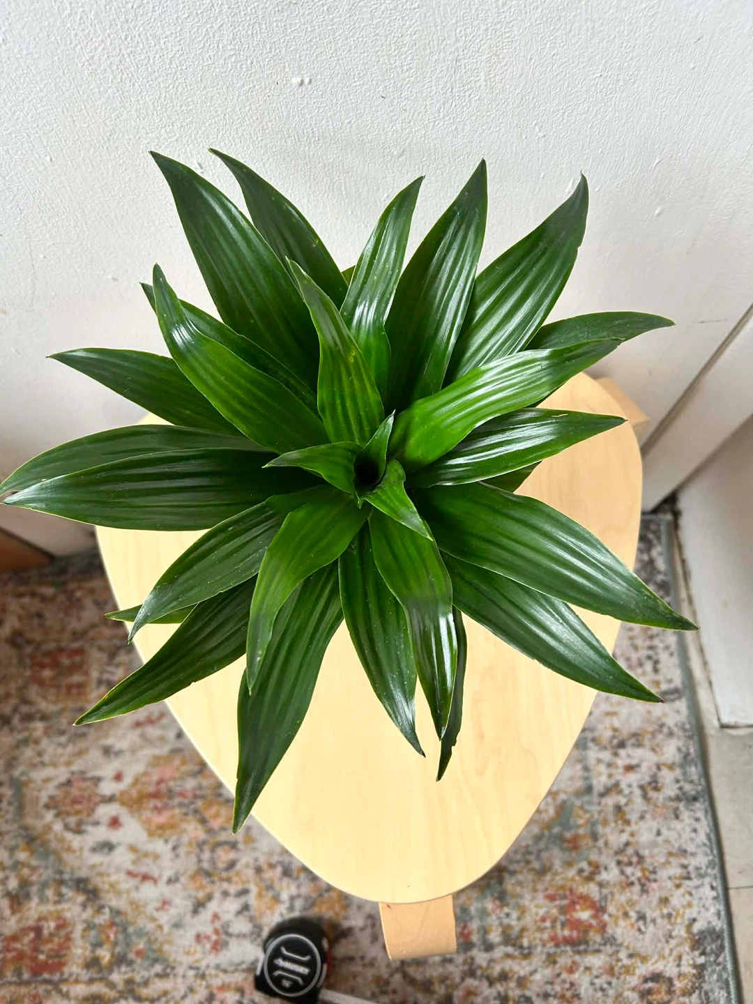 Dracaena Compacta