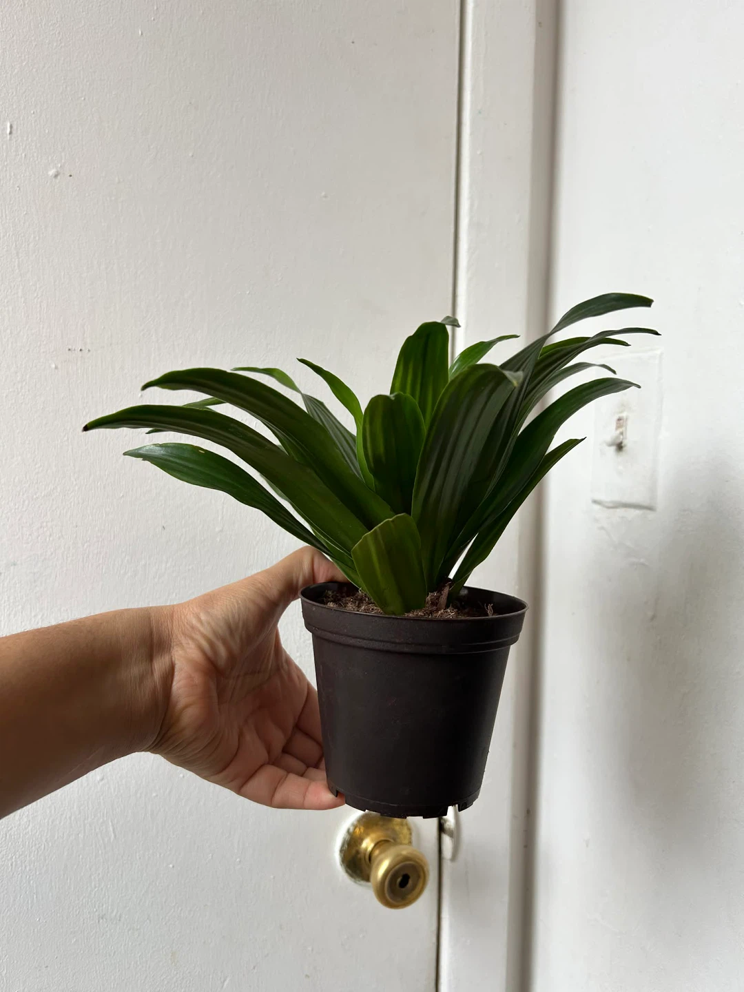 Dracaena Compacta - photo 2