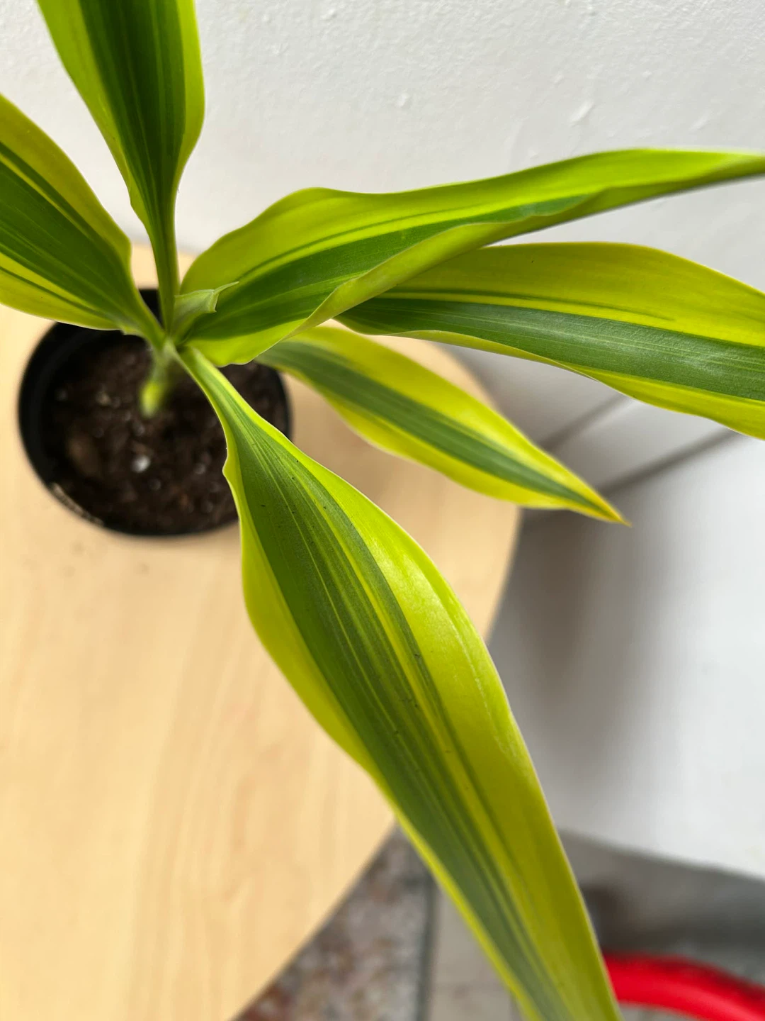 Dracaena - photo 4