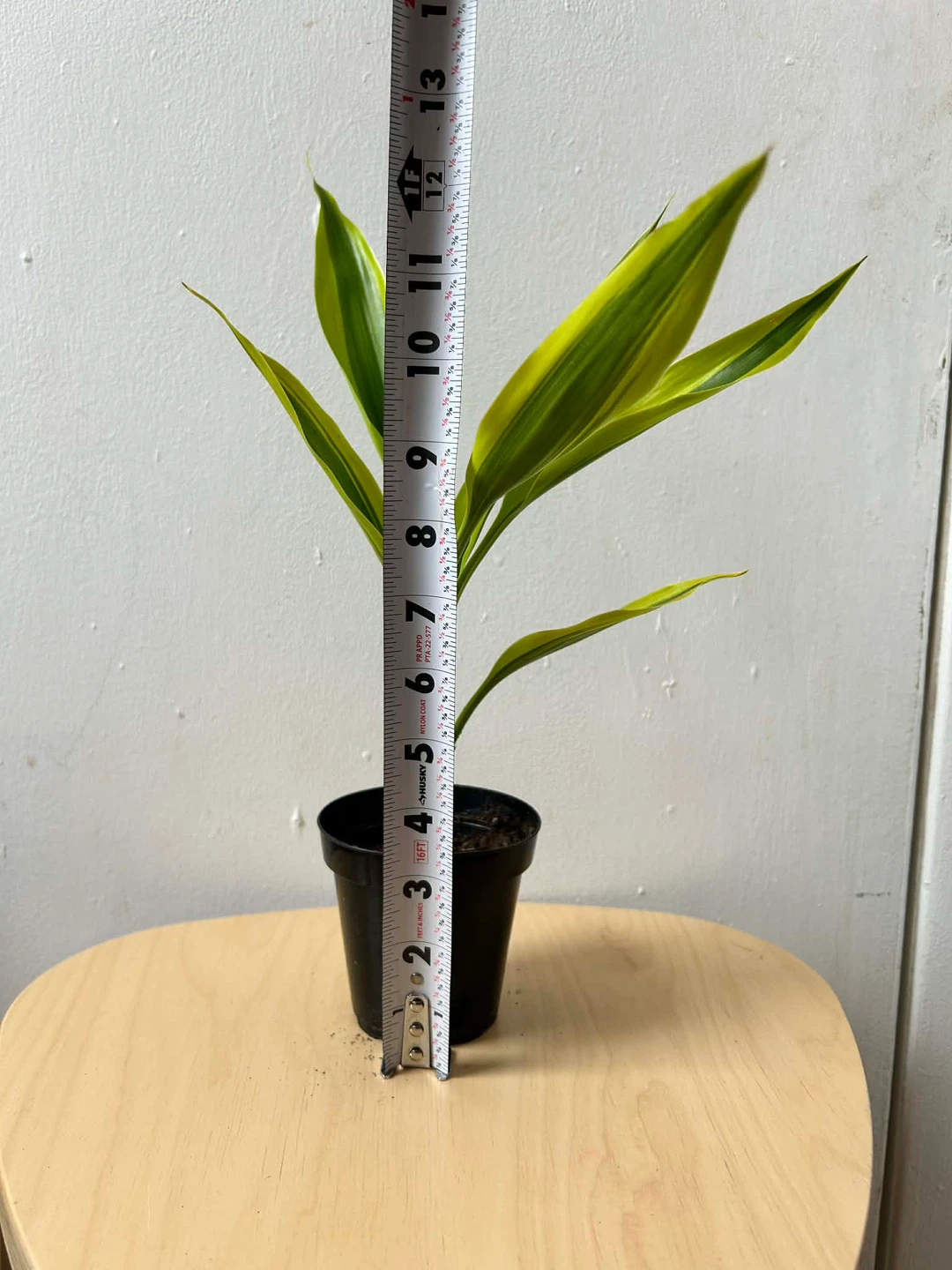 Dracaena - photo 3