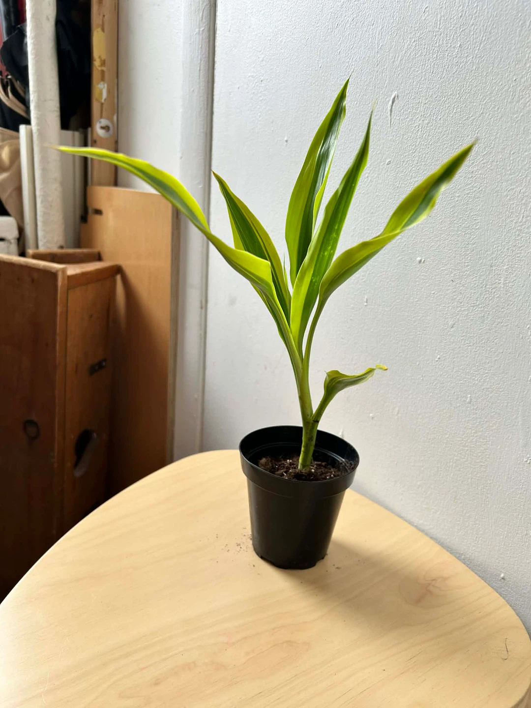 Dracaena - photo 2